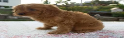 Cavapoo dogs for sale: Tina - Ad 6