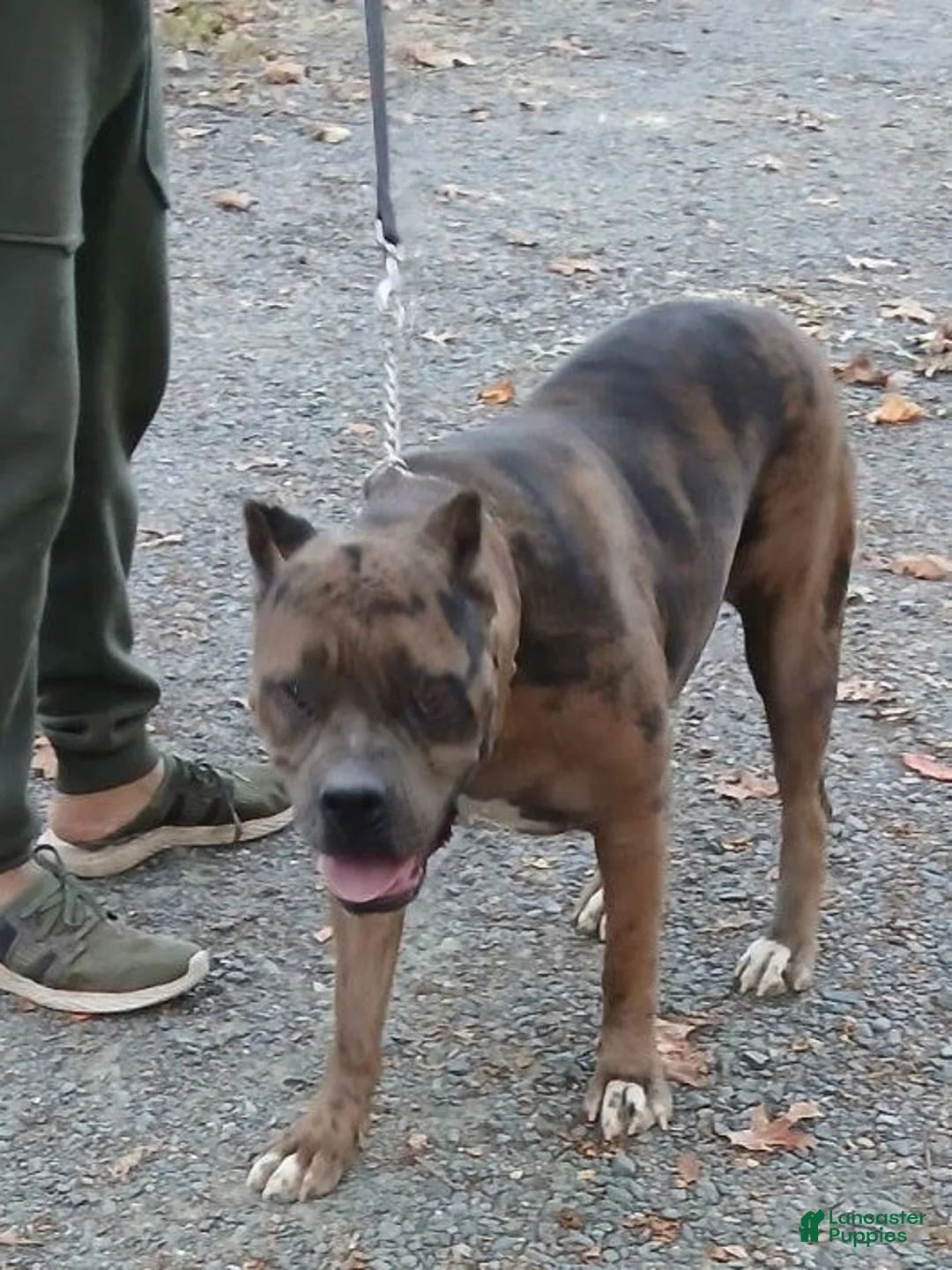 Cane Corso dogs for sale: Coco - Ad 3