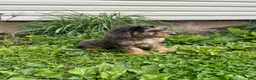 Cockapoo dogs for sale: Cockapoo Puppy 2 - Ad 7