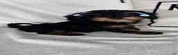 Bernedoodle dogs for sale: Mira - Ad 6