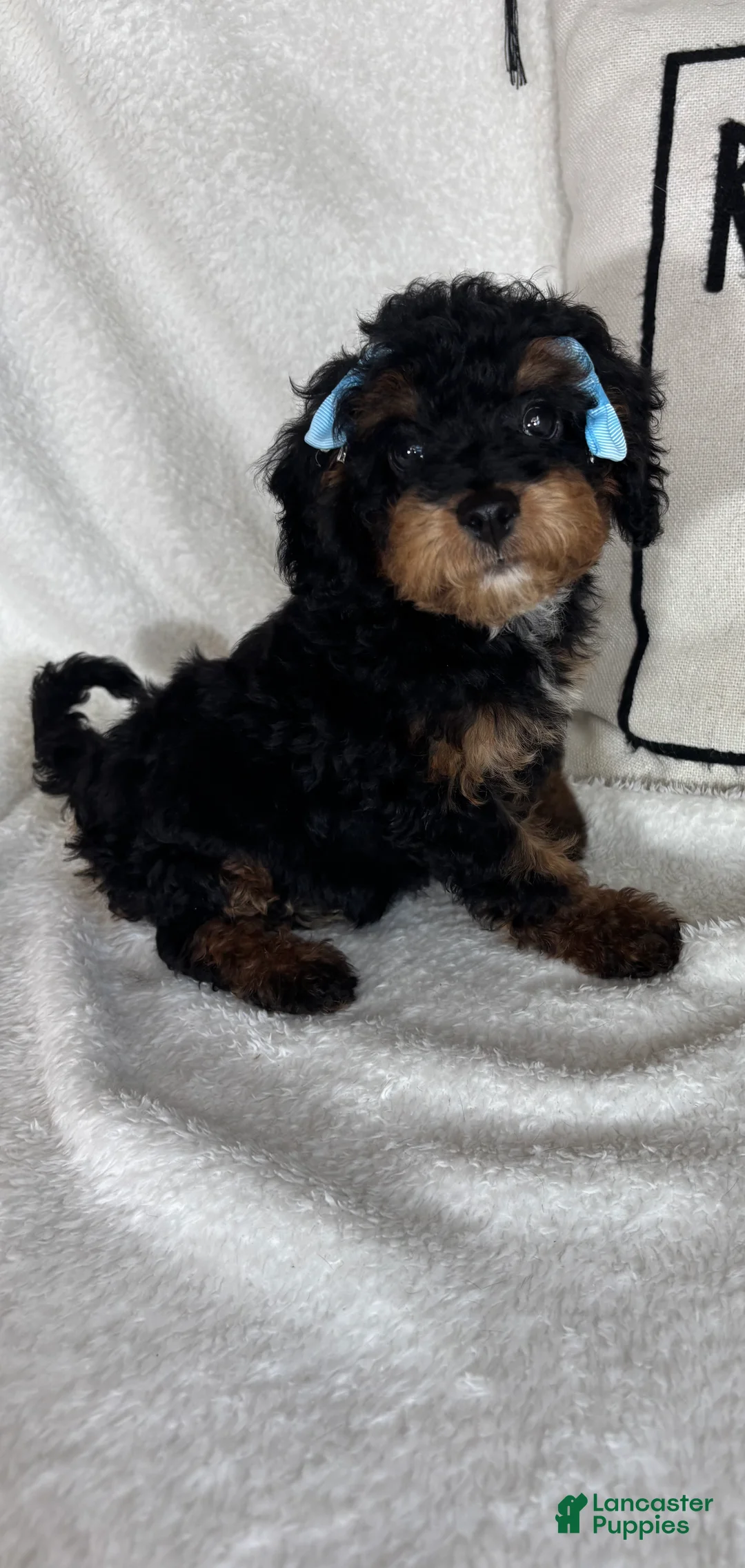 Bernedoodle dogs for sale: Mira - Ad 6