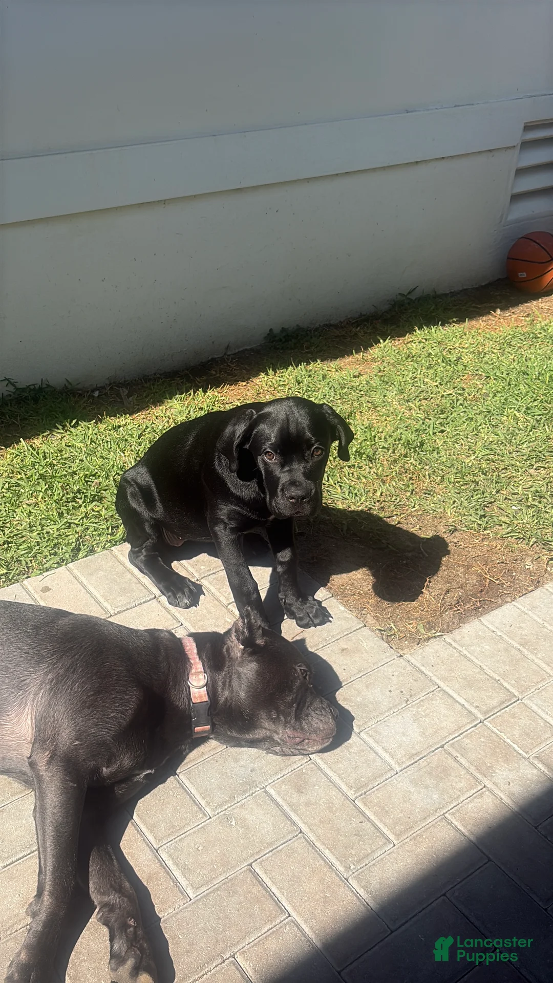 Cane Corso dogs for sale: Cane Corso Puppy 7 - Ad 2