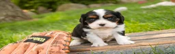 Cavalier King Charles Spaniel dogs for sale: Tom - Ad 5