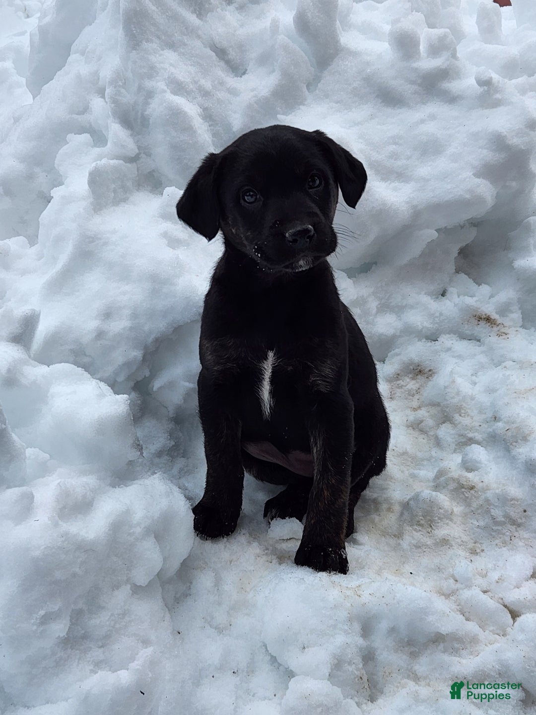 Labradoodle dogs for sale: Labradoodle Puppy 1 - Ad 1