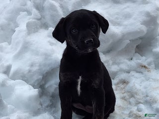 Labradoodle dogs Labradoodle Puppy 1 - Ad 14
