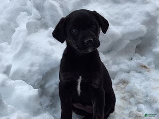 Labradoodle dogs Labradoodle Puppy 1 - Ad 10