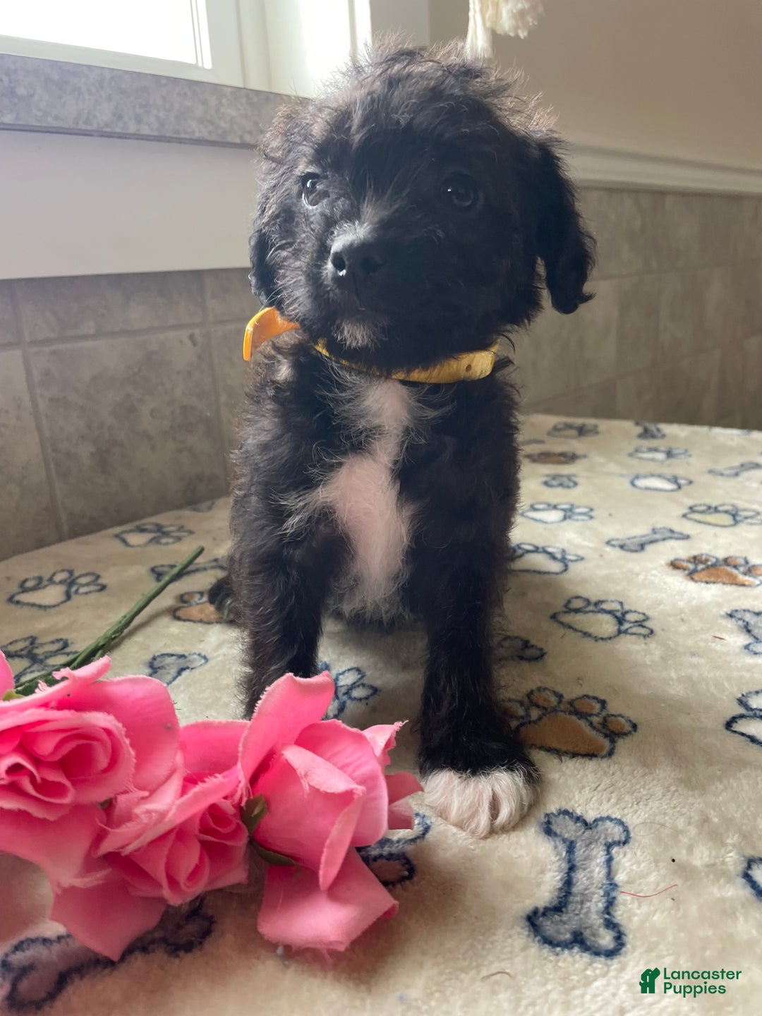 Mixed Breed dogs for sale: Pixie - Ad 2