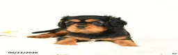 Cavalier King Charles Spaniel dogs for sale: Mandy - Ad 4