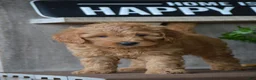 Mini Goldendoodle dogs for sale: Bentley - Ad 1