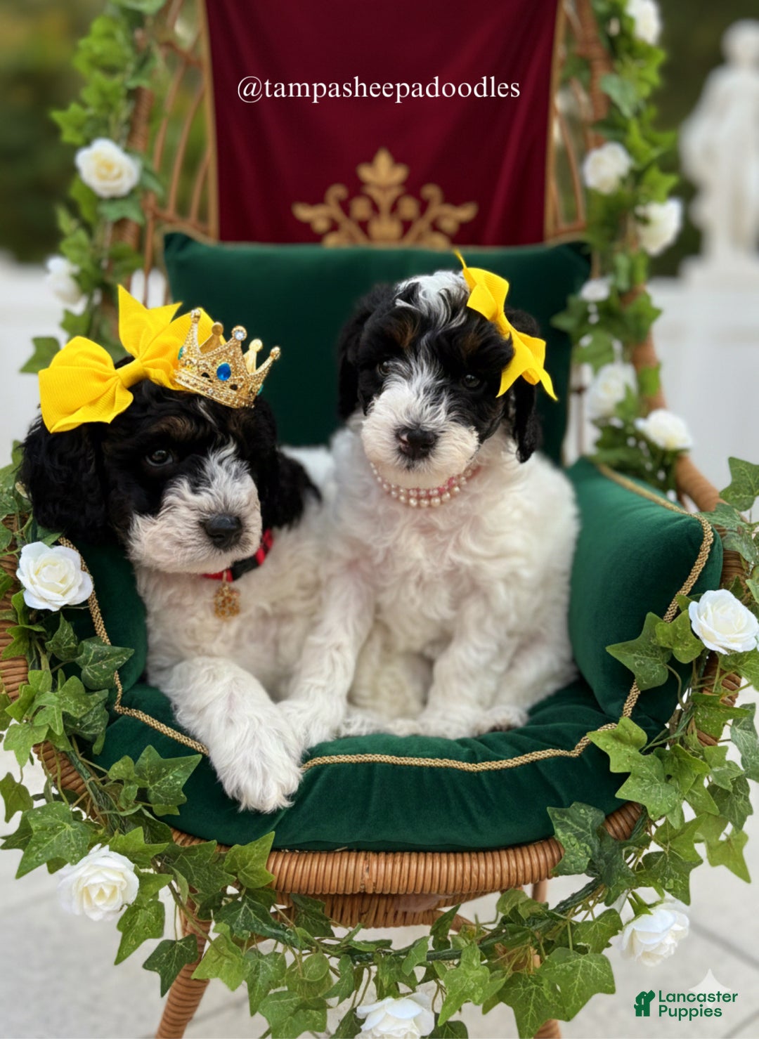 Mini Sheepadoodle dogs for sale: Red-Peppermint - Ad 8
