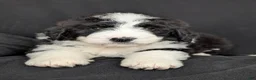 Bernedoodle dogs for sale: Rex - Ad 6