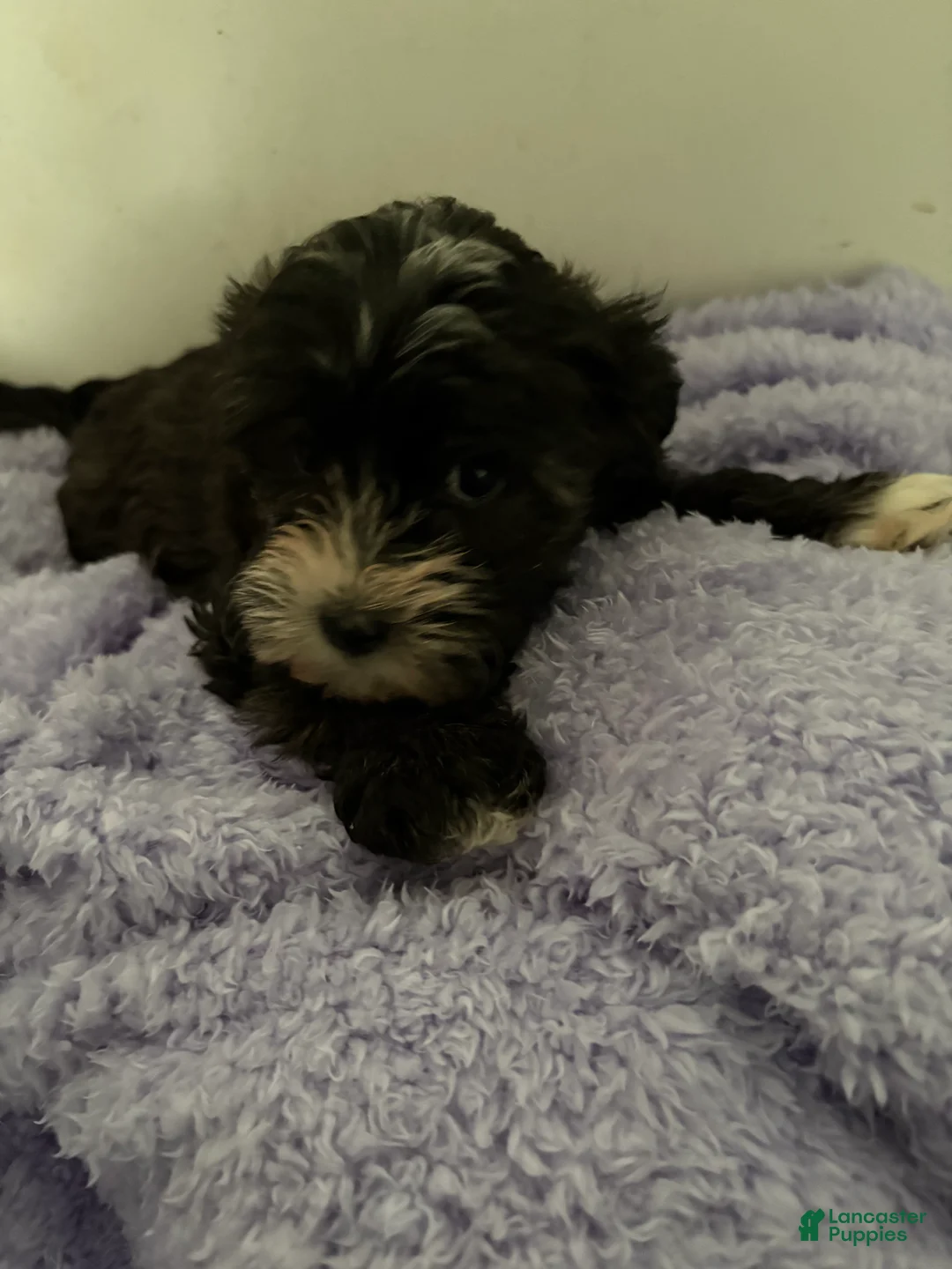 Morkie dogs for sale: Brittany  - Ad 1