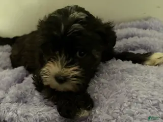 Morkie dogs Brittany - Ad 24