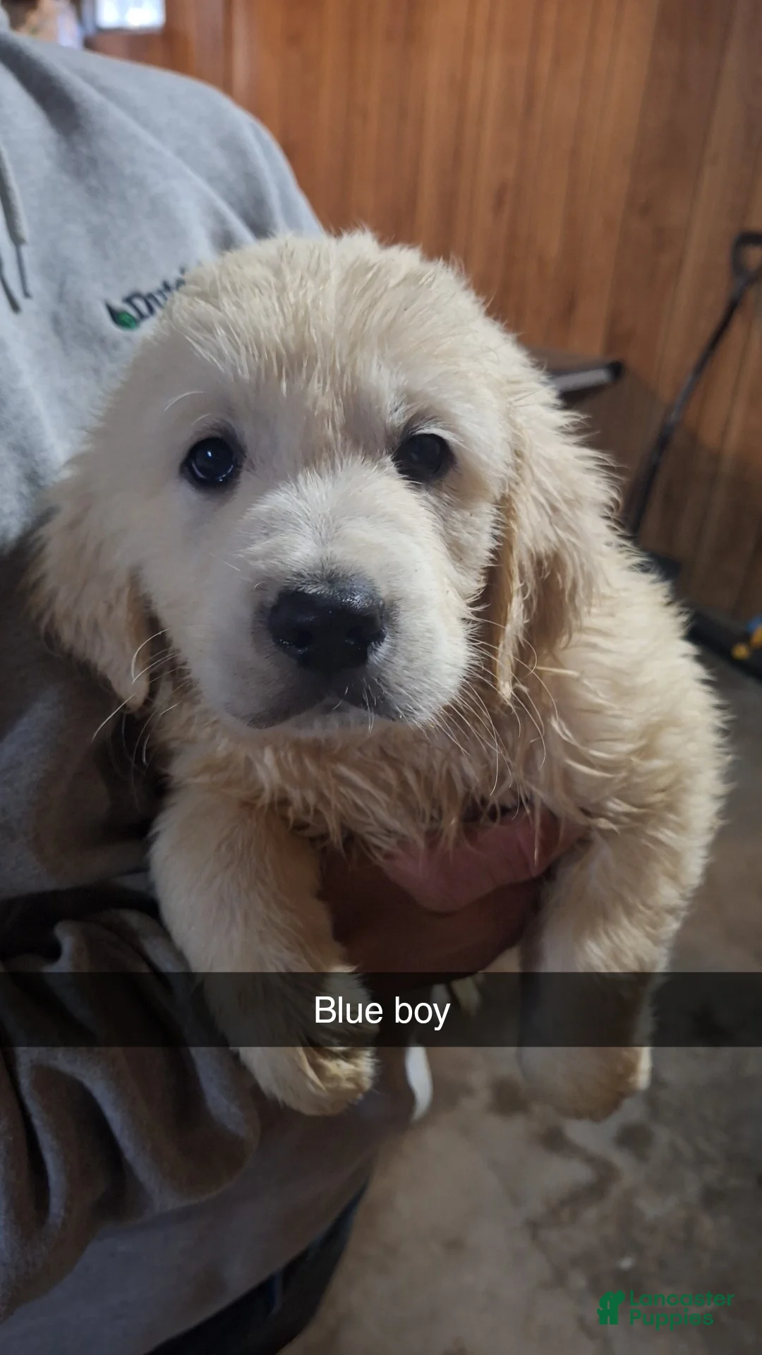 Golden Retriever dogs for sale: Sammy - Ad 1