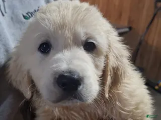 Golden Retriever dogs Sammy - Ad 4