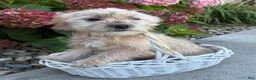 Shorkie dogs for sale: Axle - Ad 1