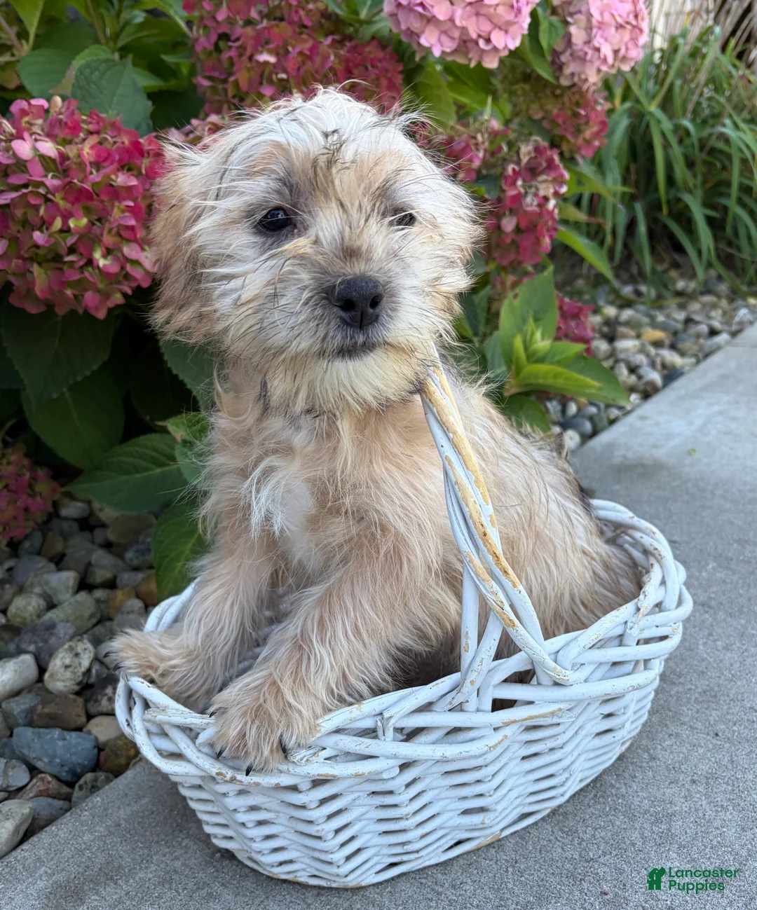 Shorkie dogs for sale: Axle - Ad 1