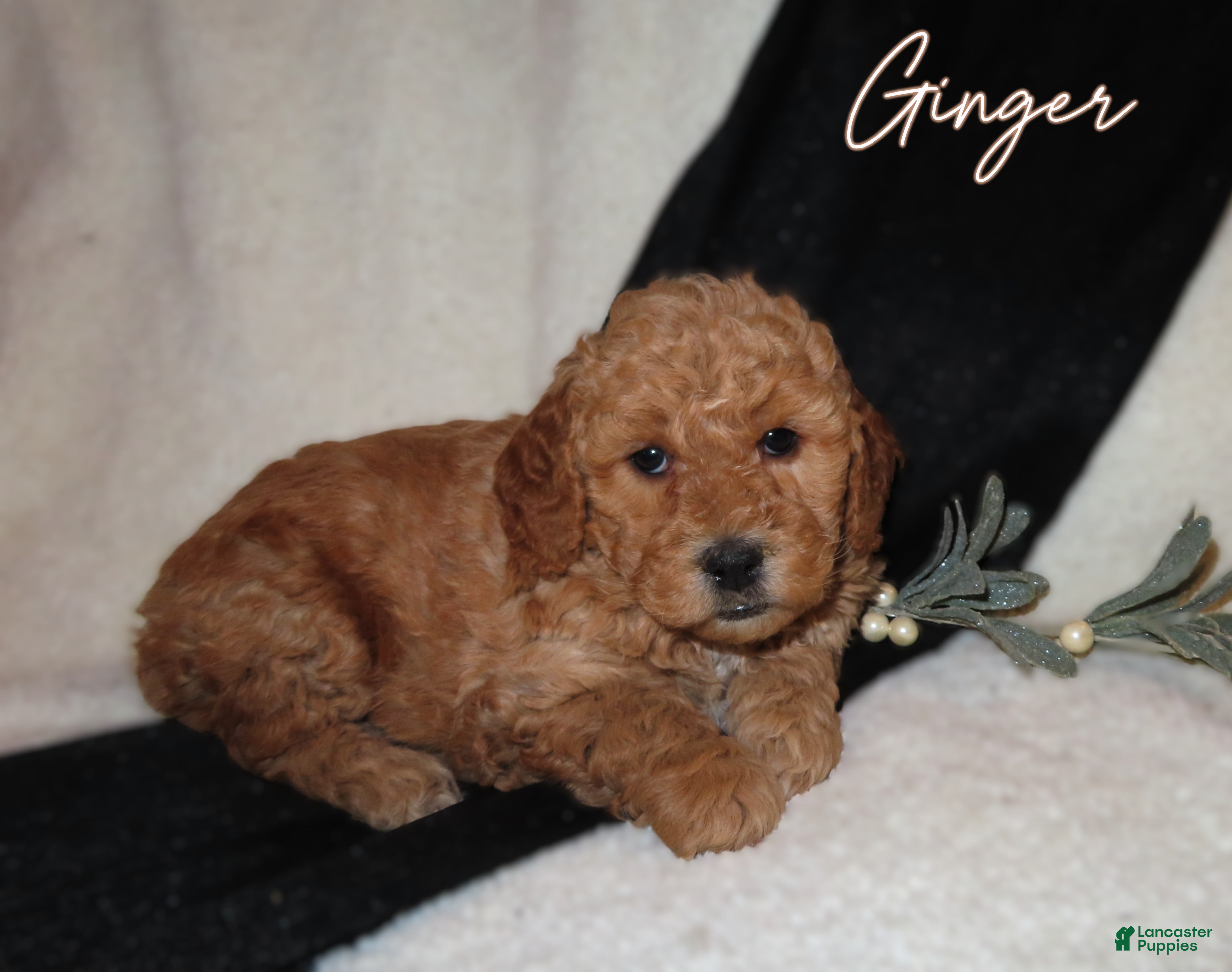 Mini Goldendoodle dogs Ginger - Ad 6