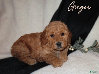 Mini Goldendoodle dogs for sale: Ginger - Ad 3