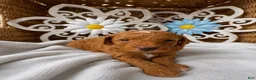 Mini Goldendoodle dogs for sale: Sweet Pea - Ad 23