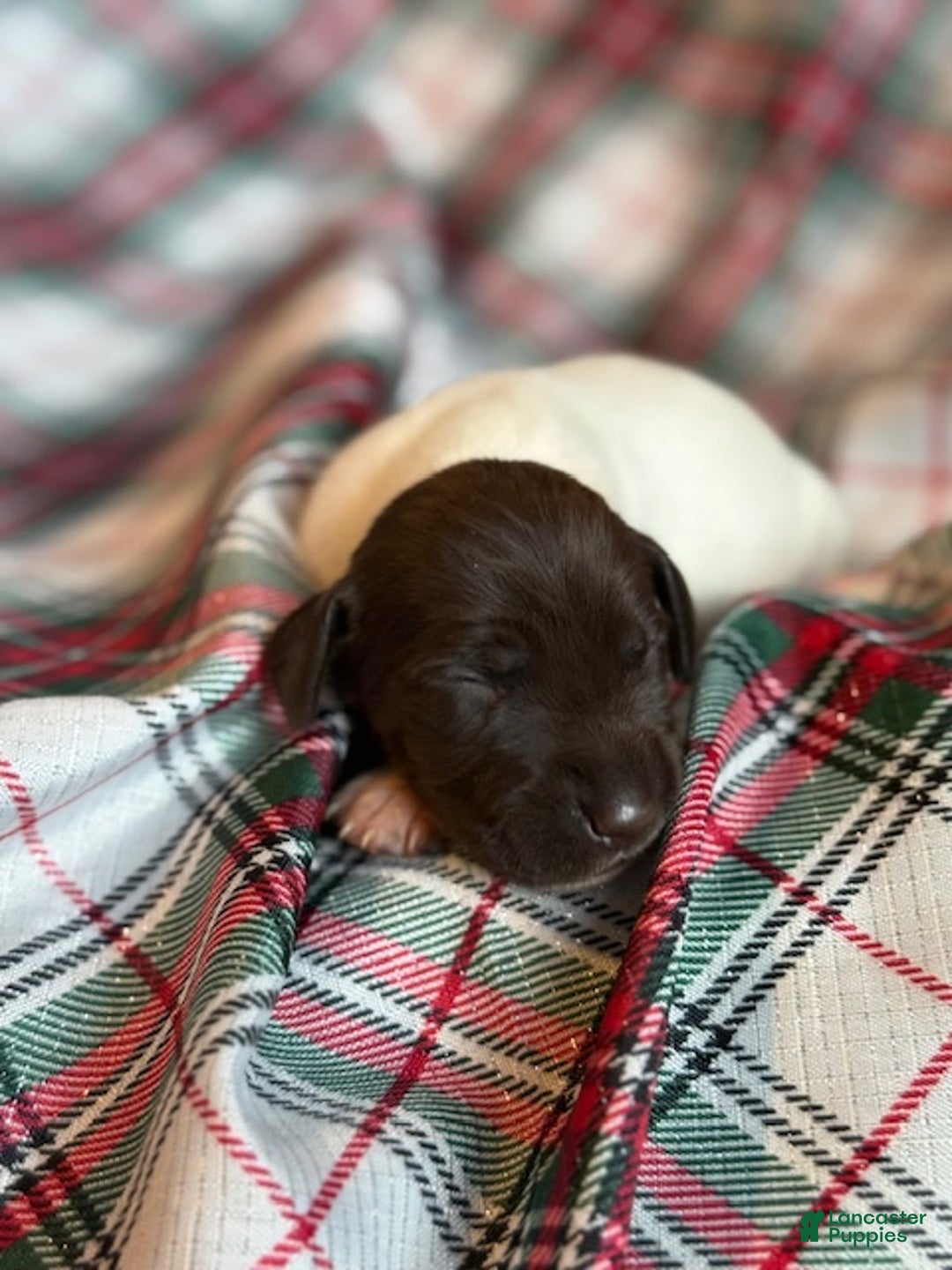German Shorthaired Pointer dogs for sale: Cookie - Ad 4