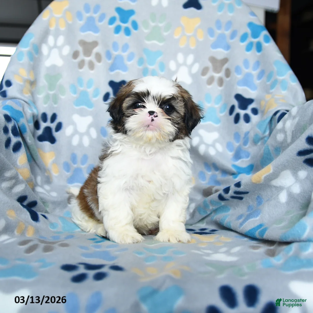 Shih Tzu dogs for sale: Waddles - Ad 1