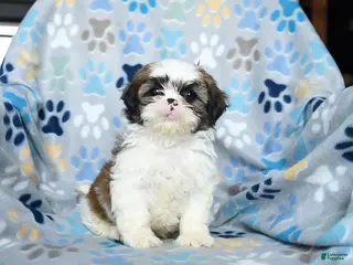 Shih Tzu dogs for sale: Waddles - Ad 4