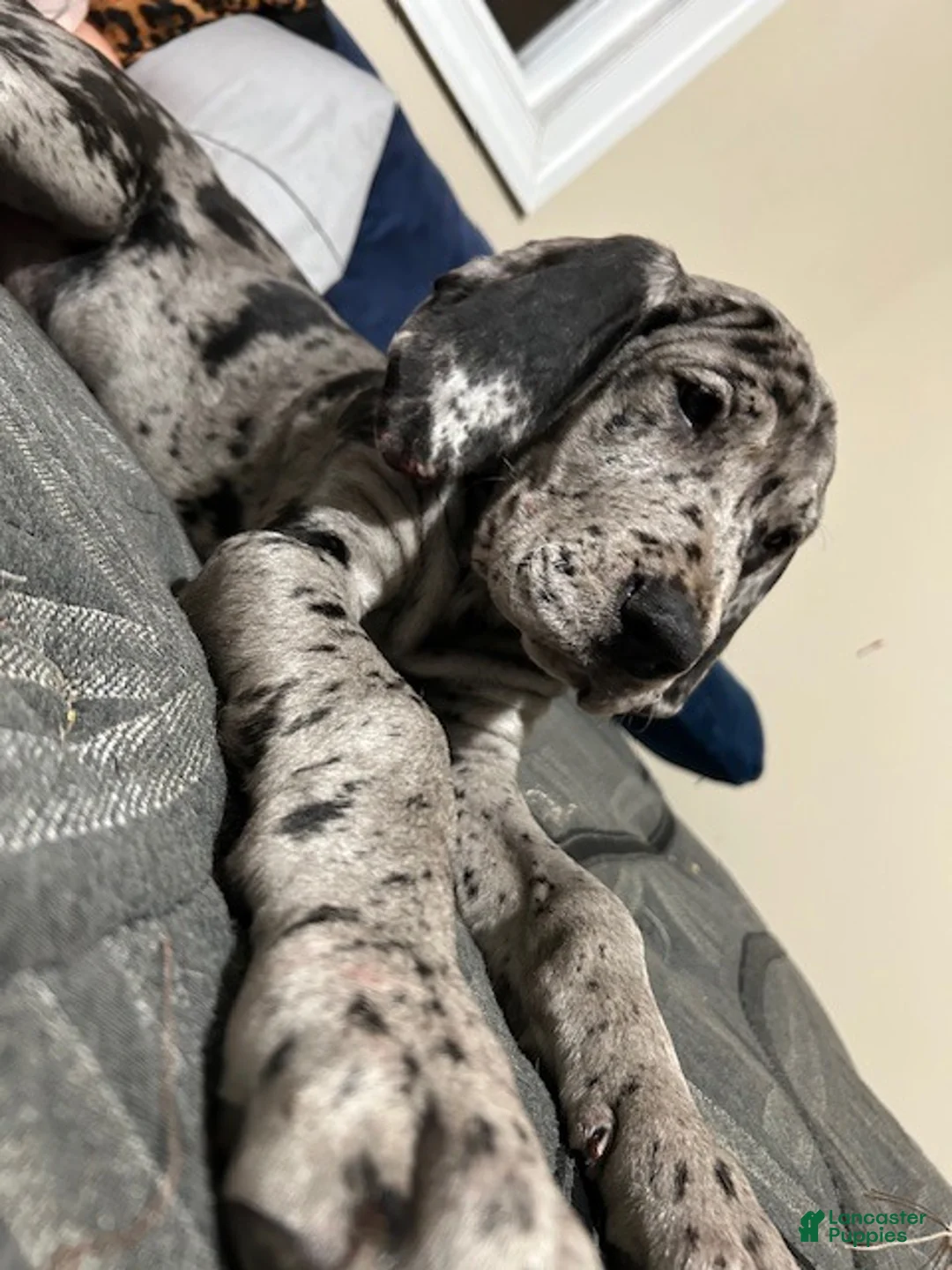 Great Dane dogs for sale: Great Dane Puppy 1 - Ad 1
