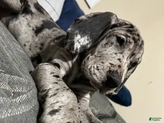 Great Dane dogs Great Dane Puppy 1 - Ad 14