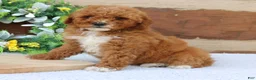 Mini Goldendoodle dogs for sale: Lilly  - Ad 1