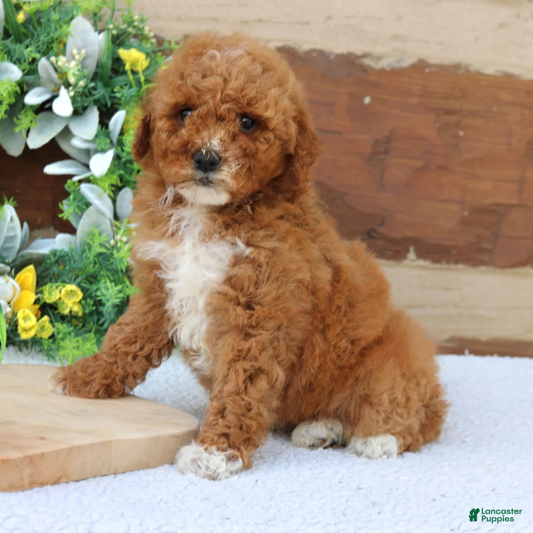 Mini Goldendoodle dogs for sale: Lilly  - Ad 1