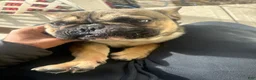French Bulldog dogs for sale: Hades  - Ad 6