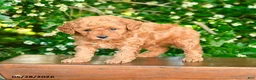 Miniature Poodle dogs for sale: Parker - Ad 5