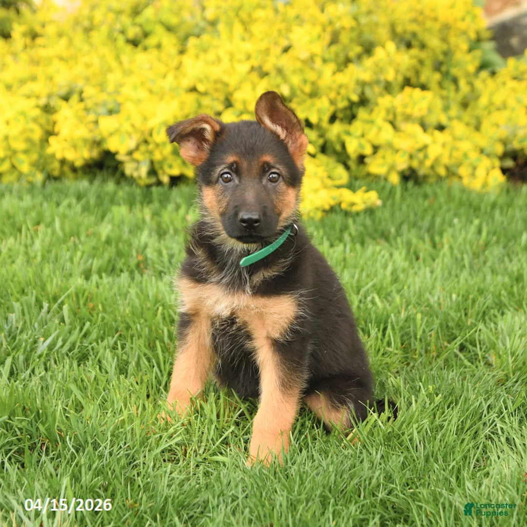 German Shepherd dogs for sale: Gracie - Ad 1