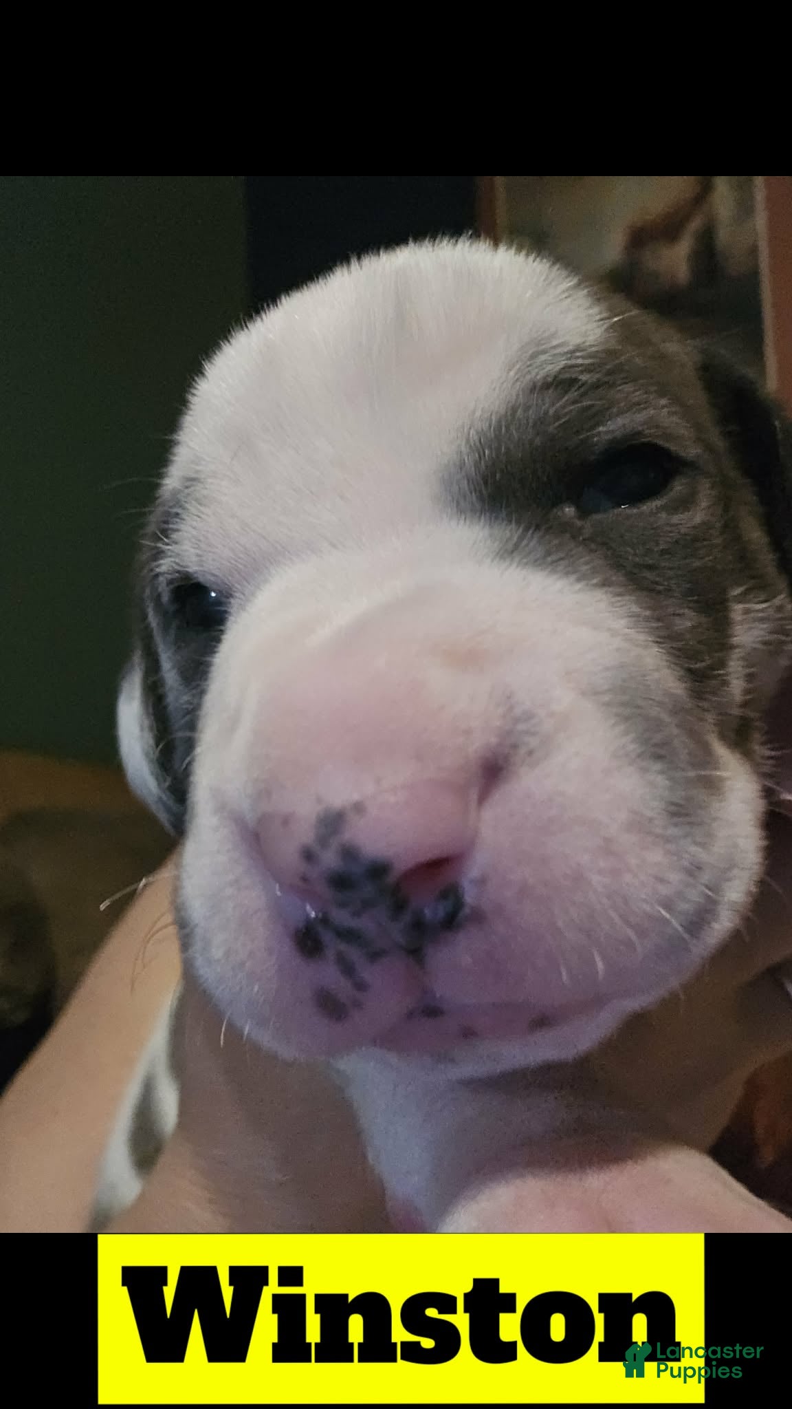 Great Dane dogs Winston - Ad 18