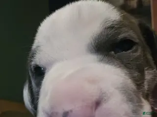 Great Dane dogs Winston - Ad 18