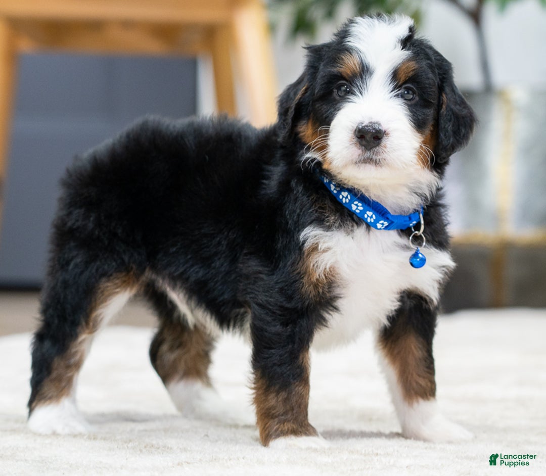 Mini Bernedoodle dogs for sale: Archy - Ad 4