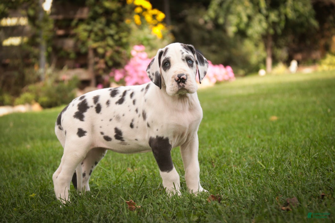 Great Dane dogs Cherish Great Dane  - Ad 1