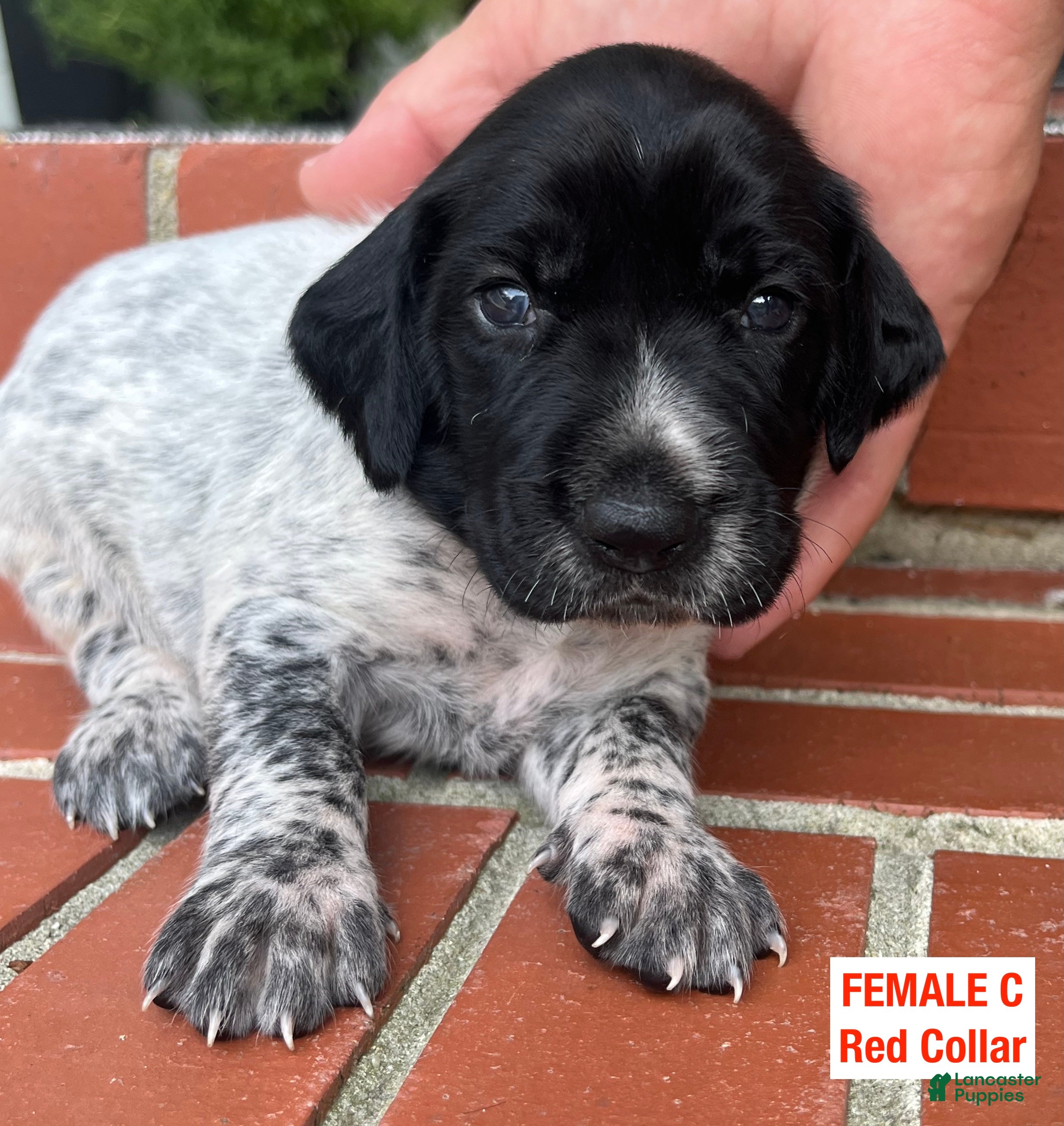 German Shorthaired Pointer dogs for sale: German Shorthaired Pointer (FEMALE C) - Ad 4