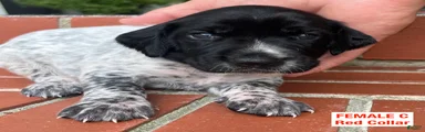 German Shorthaired Pointer (FEMALE C)