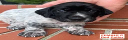 German Shorthaired Pointer dogs for sale: German Shorthaired Pointer (FEMALE C) - Ad 1