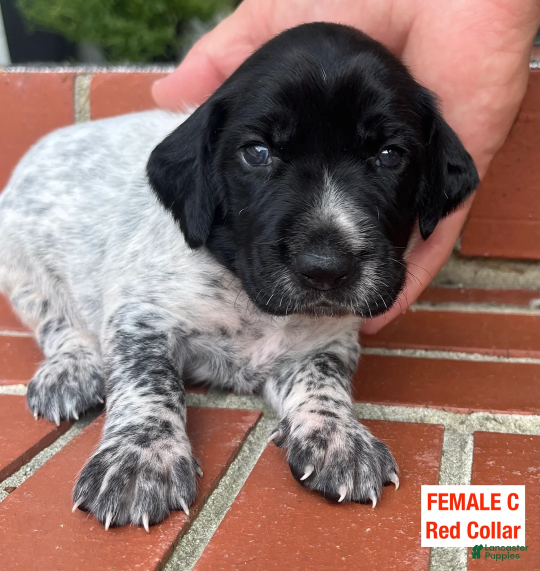 German Shorthaired Pointer dogs for sale: German Shorthaired Pointer (FEMALE C) - Ad 1
