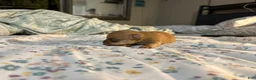 Chihuahua dogs for sale: Chihuahua Puppy 1 - Ad 3