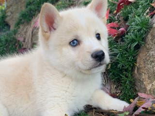 Alaskan Klee Kai dogs Tiny Mighty Thor - Ad 8