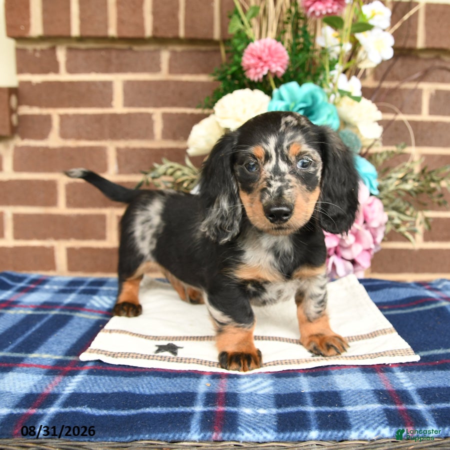 Miniature Dachshund dogs Lynn - Ad 1