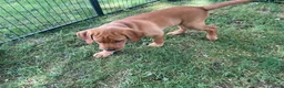 Labrador Retriever dogs for sale: Dark Blue collar.  Nicolas - Ad 5