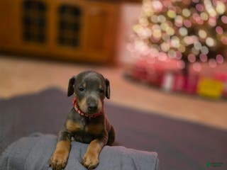 Doberman Pinscher dogs Doberman Pinscher Puppy Jet - Ad 16