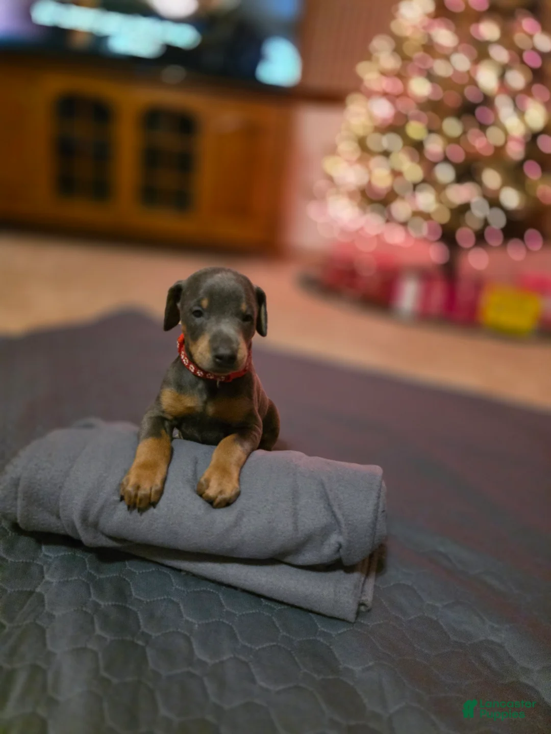 Doberman Pinscher dogs for sale: Doberman Pinscher Puppy Hunter - Ad 10