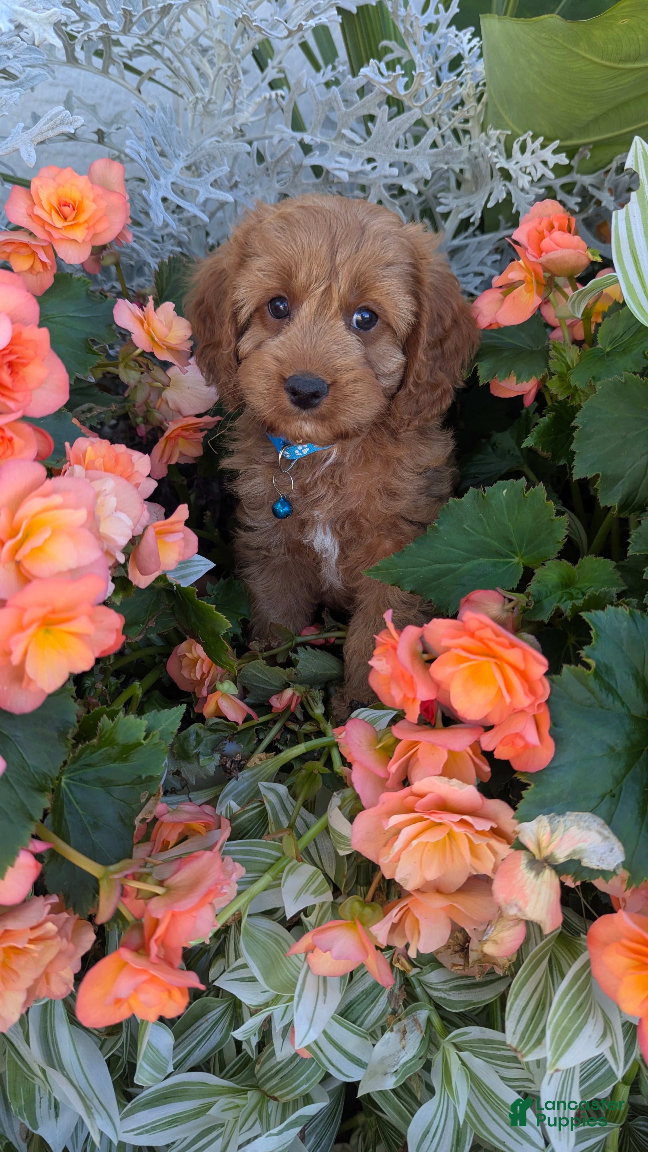 Cavapoo dogs Casper - Ad 1