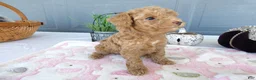 Toy Poodle dogs for sale: Toy Poodle 3 Luna - Ad 3
